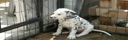 Dalmatian dogs for sale: Litter of pure Dalmatian puppies - Advert 2