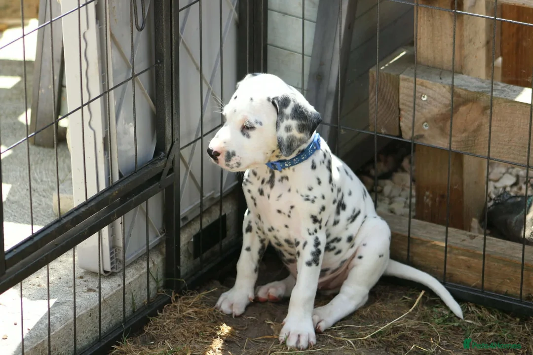 Dalmatian dogs for sale: Litter of pure Dalmatian puppies - Advert 2