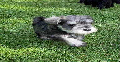 Miniature Schnauzer dogs - Advert 16