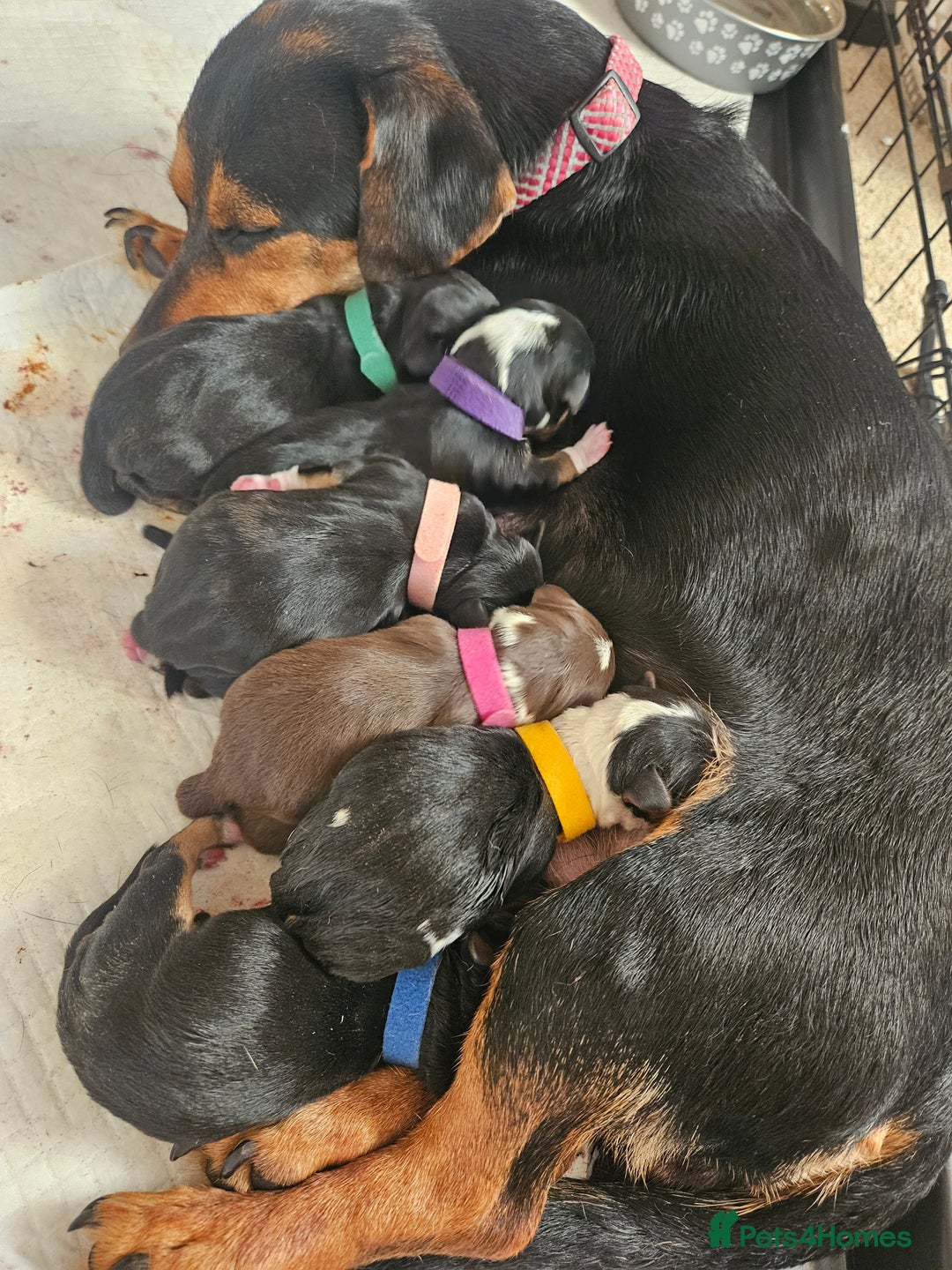 Mixed Breed dogs for sale: Chiweenie Puppies  - Image 15
