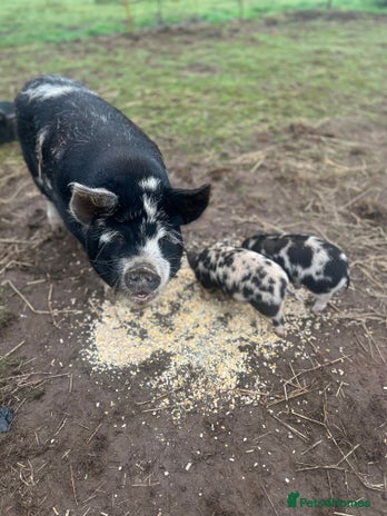 Pig livestock - Advert 7