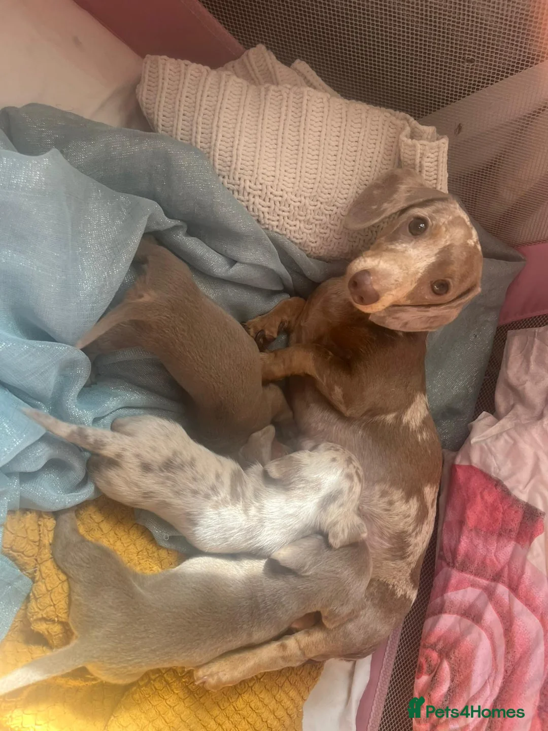 Dachshund dogs for sale: Dachshund  - Advert 1