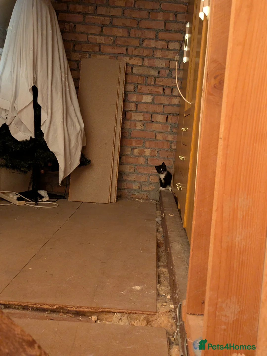 British Shorthair cats for sale: Kitten for sale  in Llanelli - Advert 2