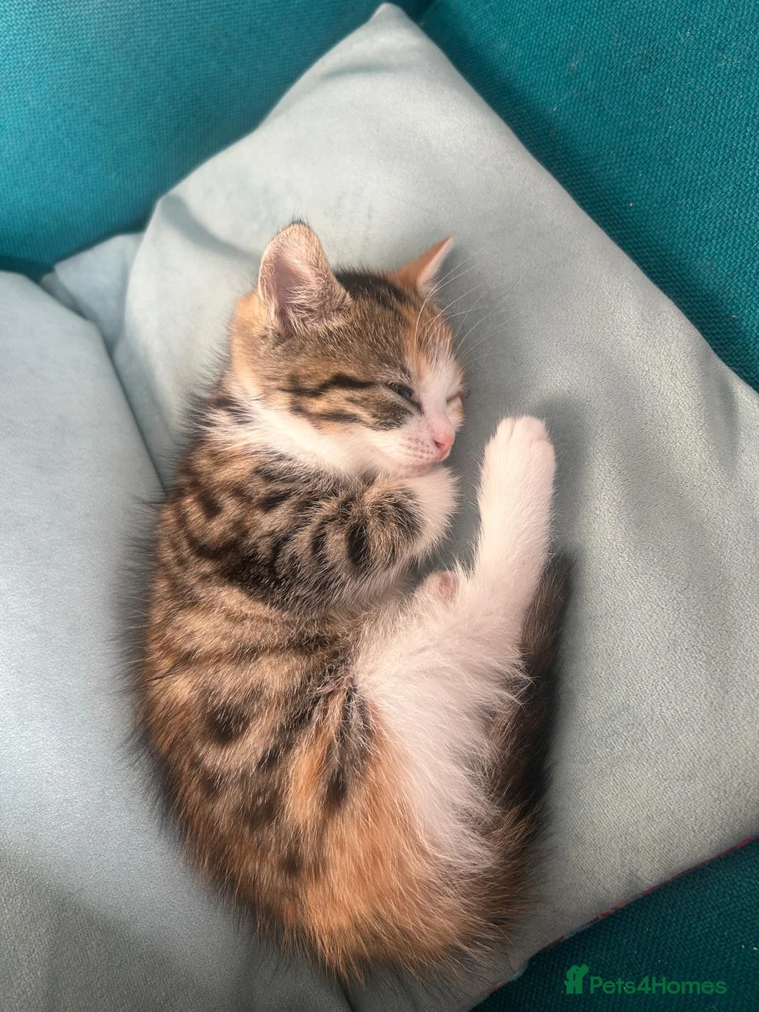 Mixed Breed cats for sale: Stripped British Shorthair & longhair kittens - Advert 3