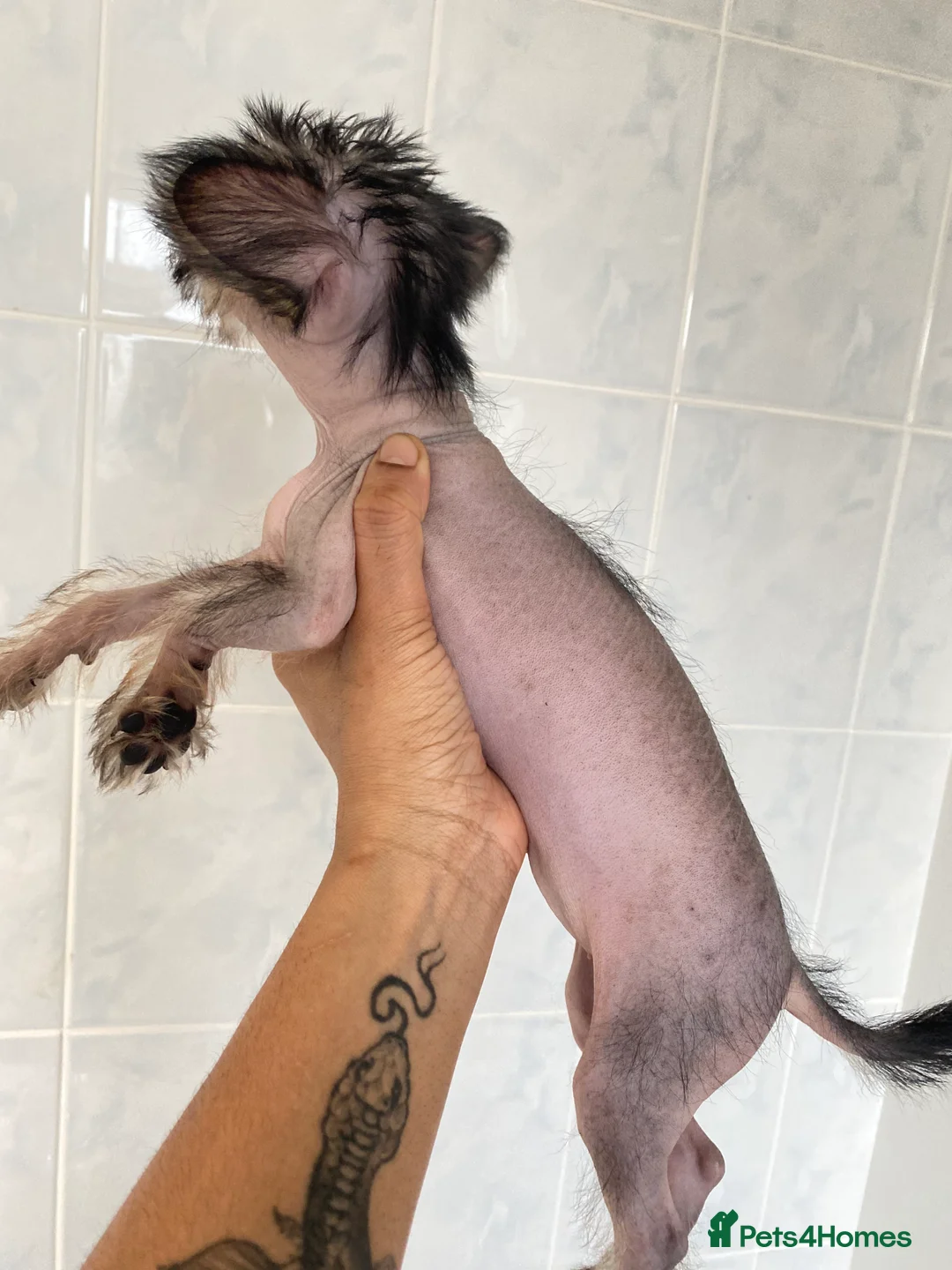 Chinese Crested dogs for sale: 💙💖Stunning Chinese crested ready now💖💙 - Advert 23