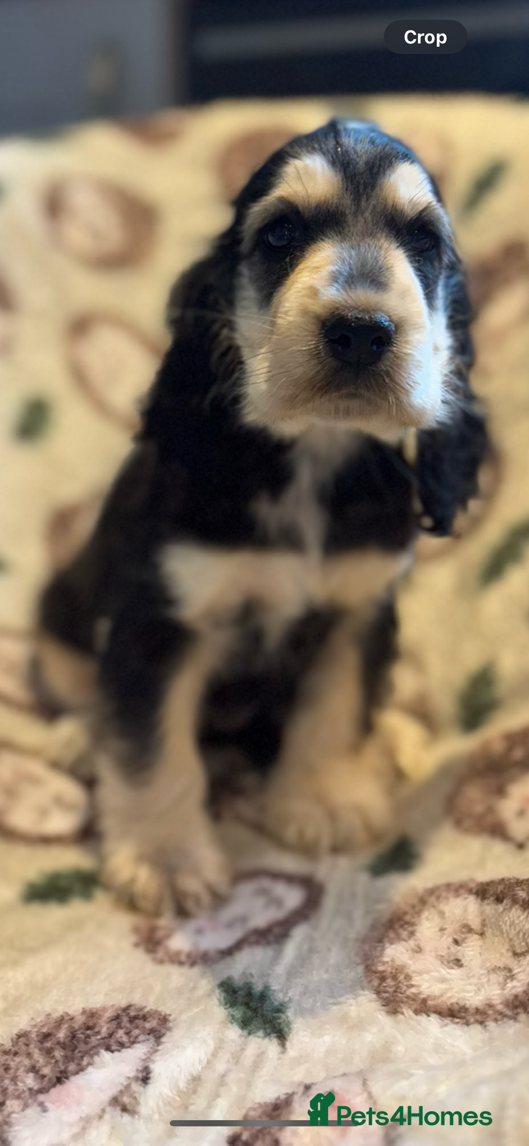 Cocker Spaniel dogs for sale: Outstanding Show cocker spaniels  - Image 6