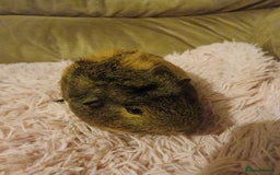 Guinea Pig rodents for sale: Two female guinea pigs - Image 4