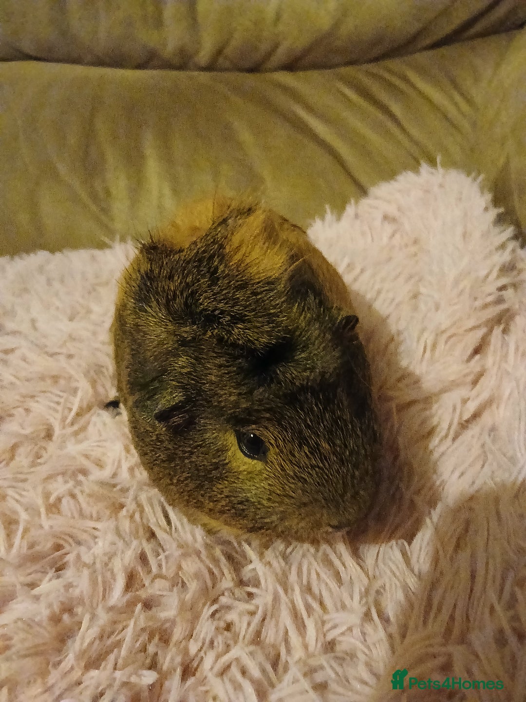Guinea Pig rodents for sale: Two female guinea pigs - Image 4