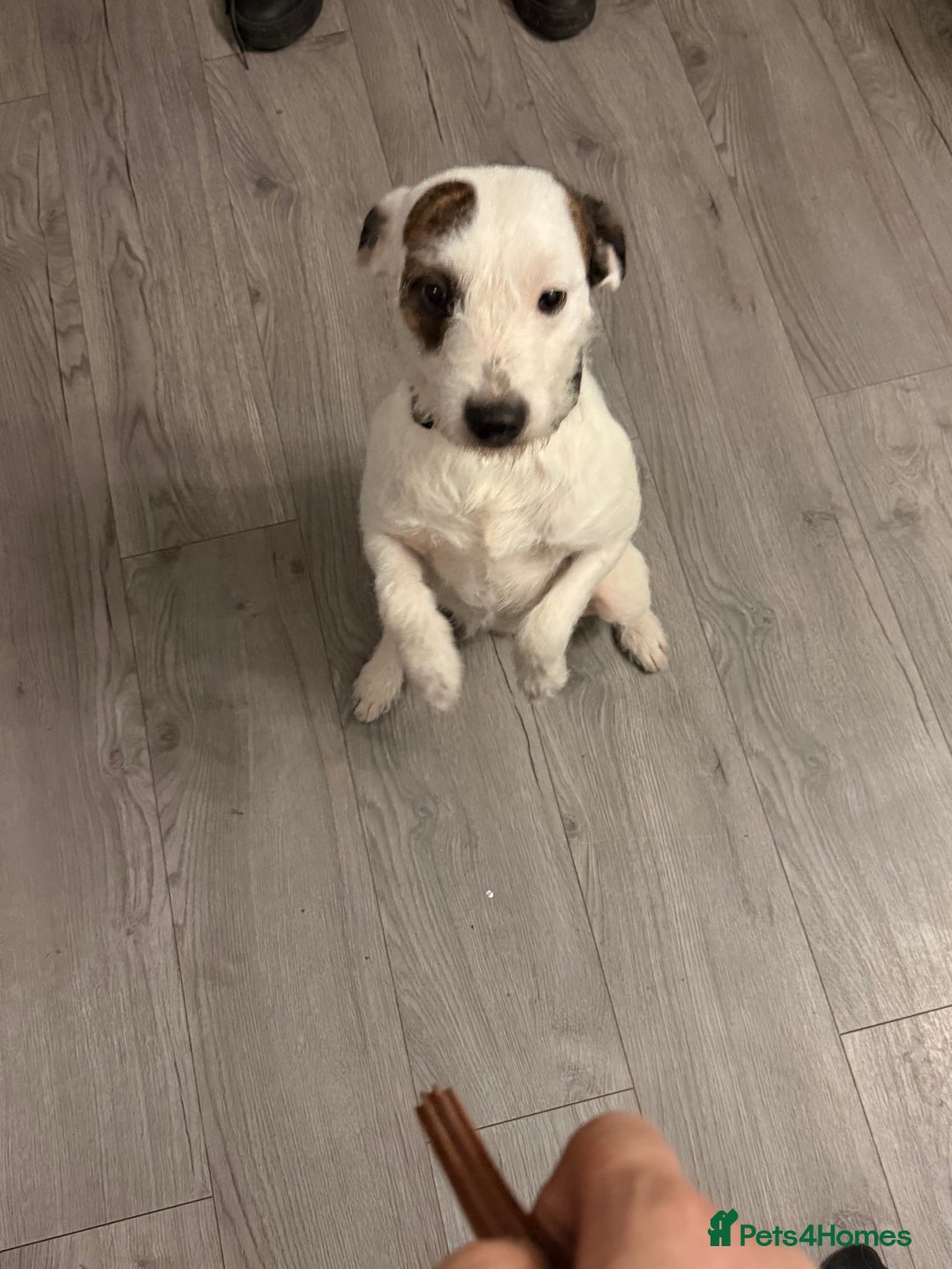 Parson Russell dogs for stud: Parson tussle terrier for stud  - Advert 3