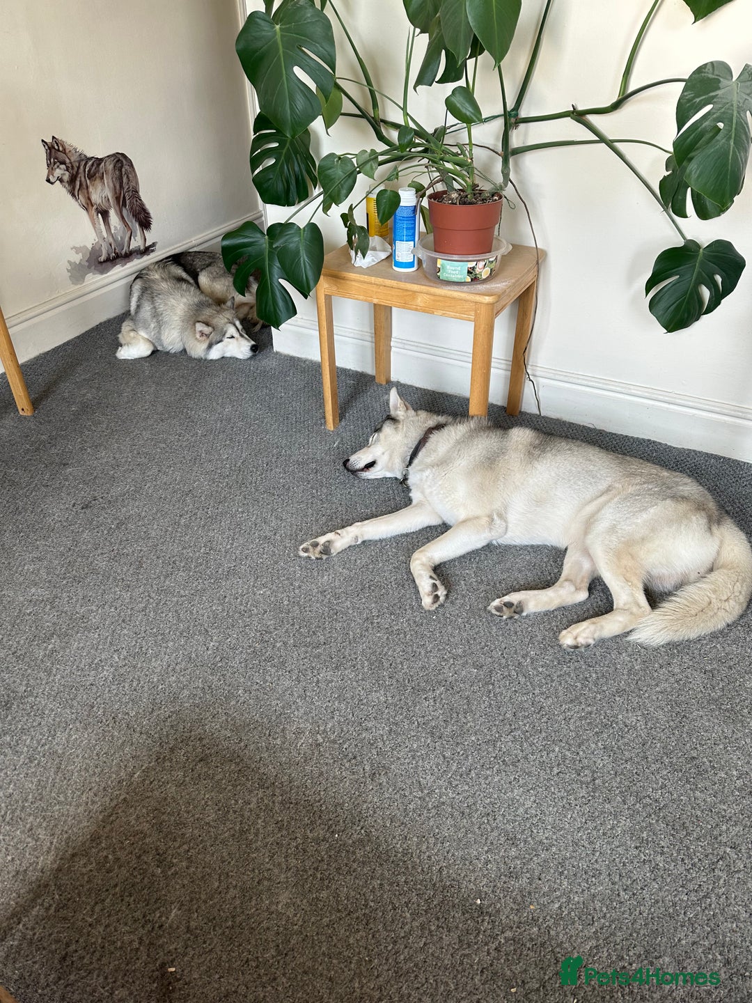 Siberian Husky dogs for sale: Husky Puppies  - Image 28
