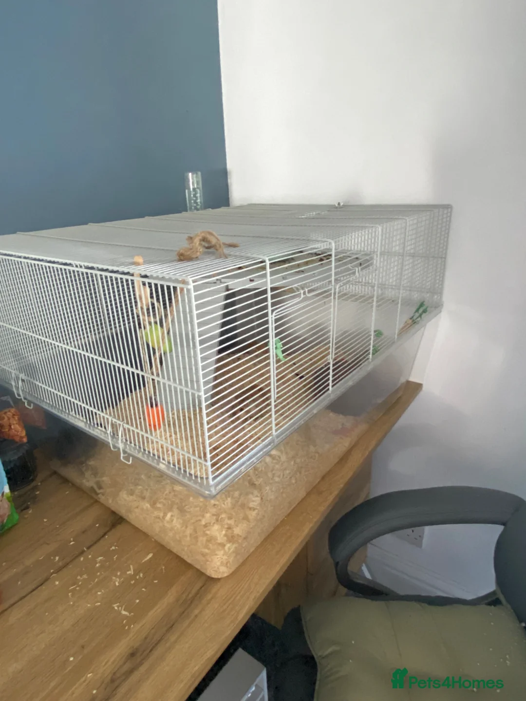 Gerbil rodents for sale: *Free* Gerbils x2 and cage in Paignton - Advert 5