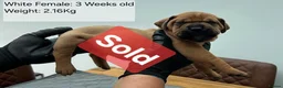 Boerboel dogs for sale: Boreboel (Bella) gave birth, 3 girls left - Advert 3