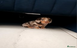 Dachshund dogs for sale: Miniature long hair dachsund puppy - Image 6