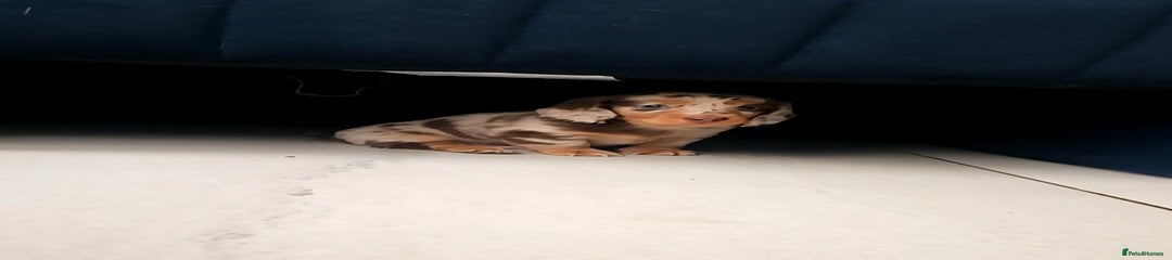 Dachshund Puppy 1