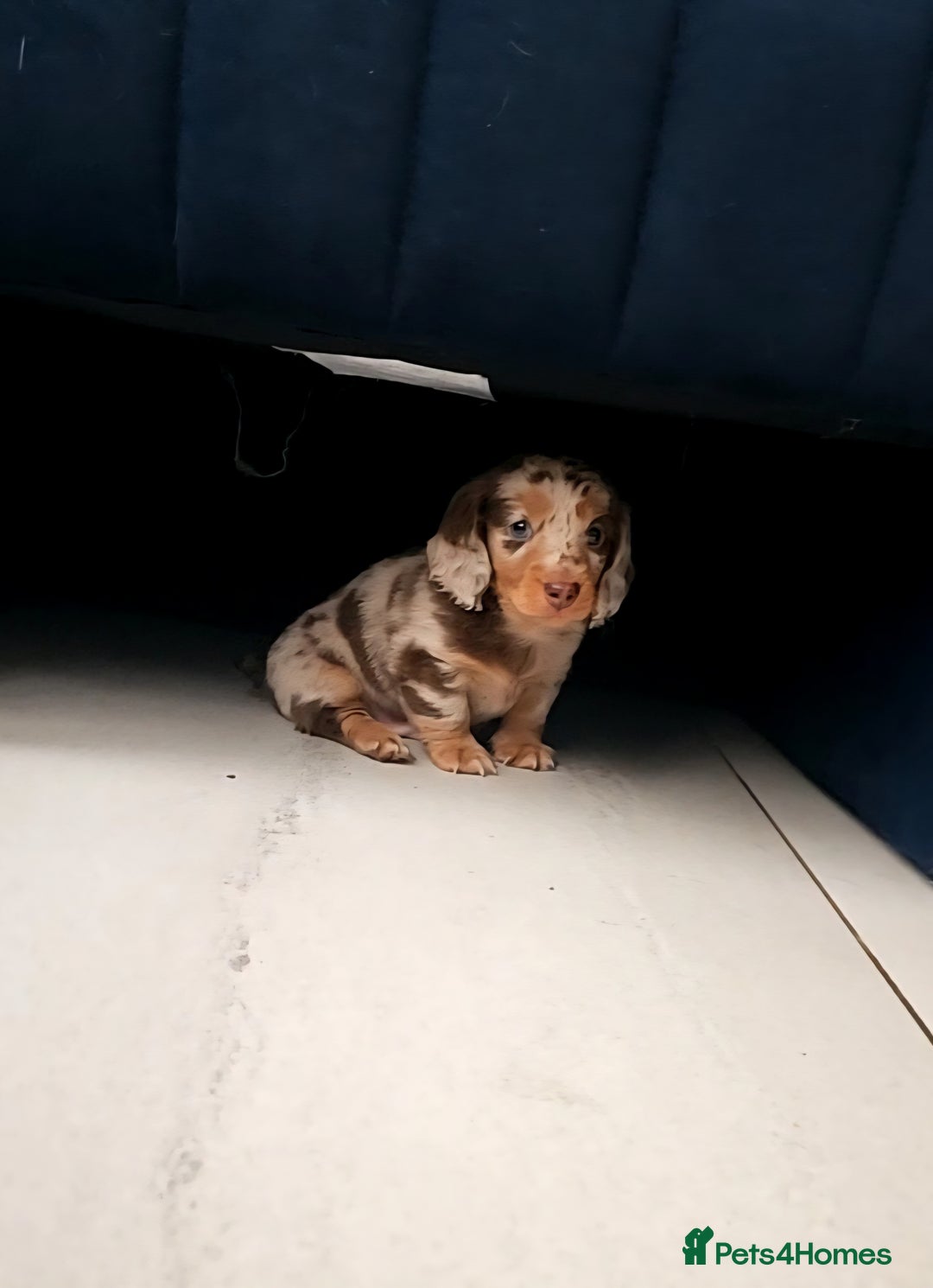 Dachshund dogs for sale: Miniature long hair dachsund puppy - Image 6