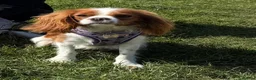 Cavalier King Charles Spaniel dogs for sale: 14 Month Old Cavalier King Charles Spaniel - Advert 6
