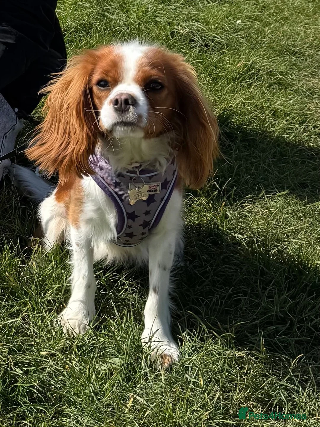 Cavalier King Charles Spaniel dogs for sale: 14 Month Old Cavalier King Charles Spaniel - Advert 6