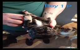 Mixed Breed dogs for sale: Pug x Shih Tzu Pug zu shih pug puppies - Image 10