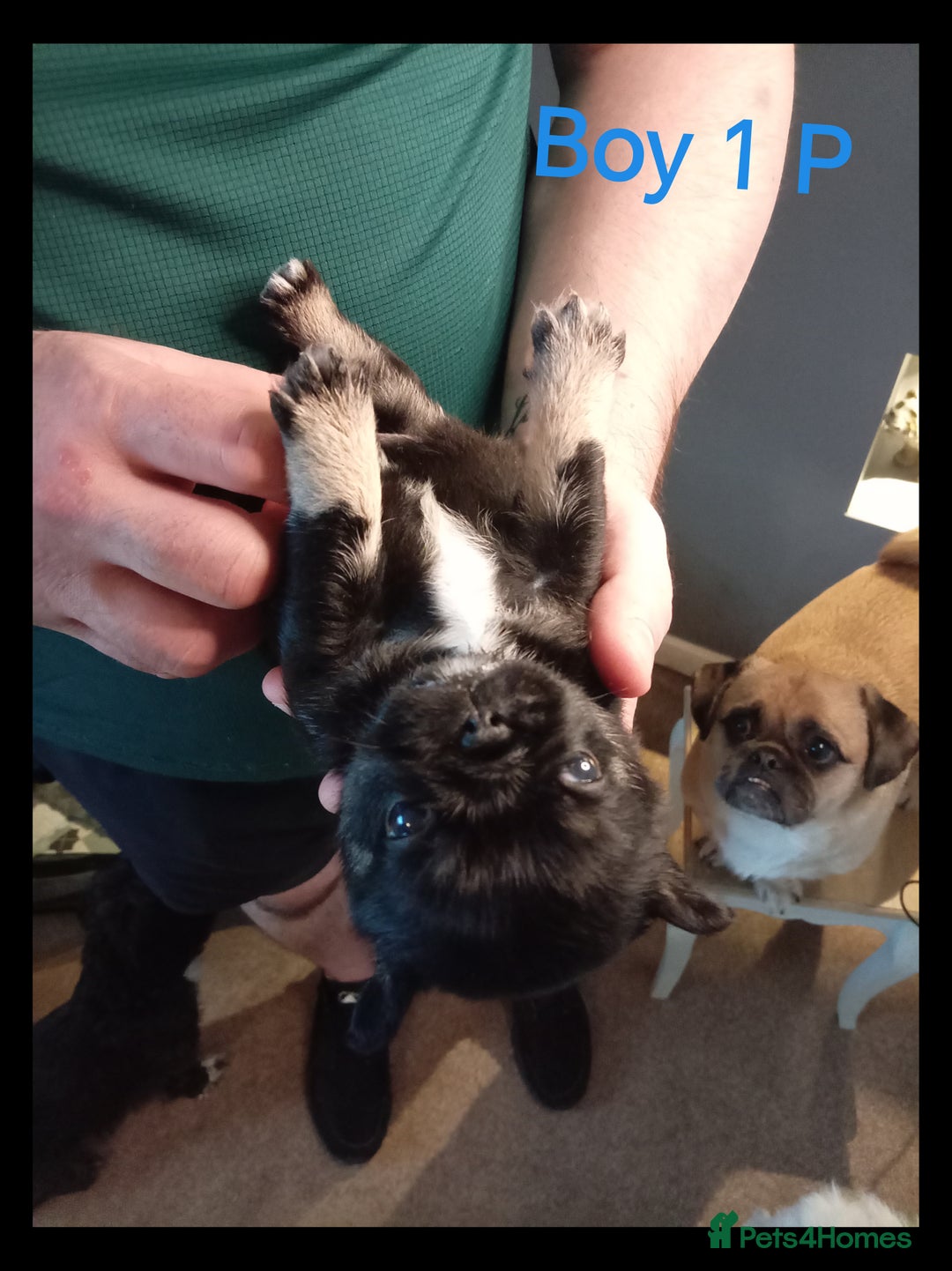 Mixed Breed dogs for sale: Pug x Shih Tzu Pug zu shih pug puppies - Image 10