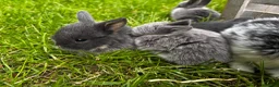 Mini Lop rabbits for sale: 2 Blue Baby Mini Lops - Advert 16