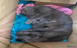 Chartreux cats for sale: Chartreux Male kitten 8 weeks old  - Image 6