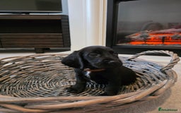 Cocker Spaniel dogs for sale: Cocker spaniel pups  - Image 4