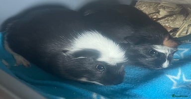 Guinea Pig rodents - Advert 2