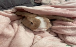 Mini Lop rabbits for sale: Mini lop  - Image 2