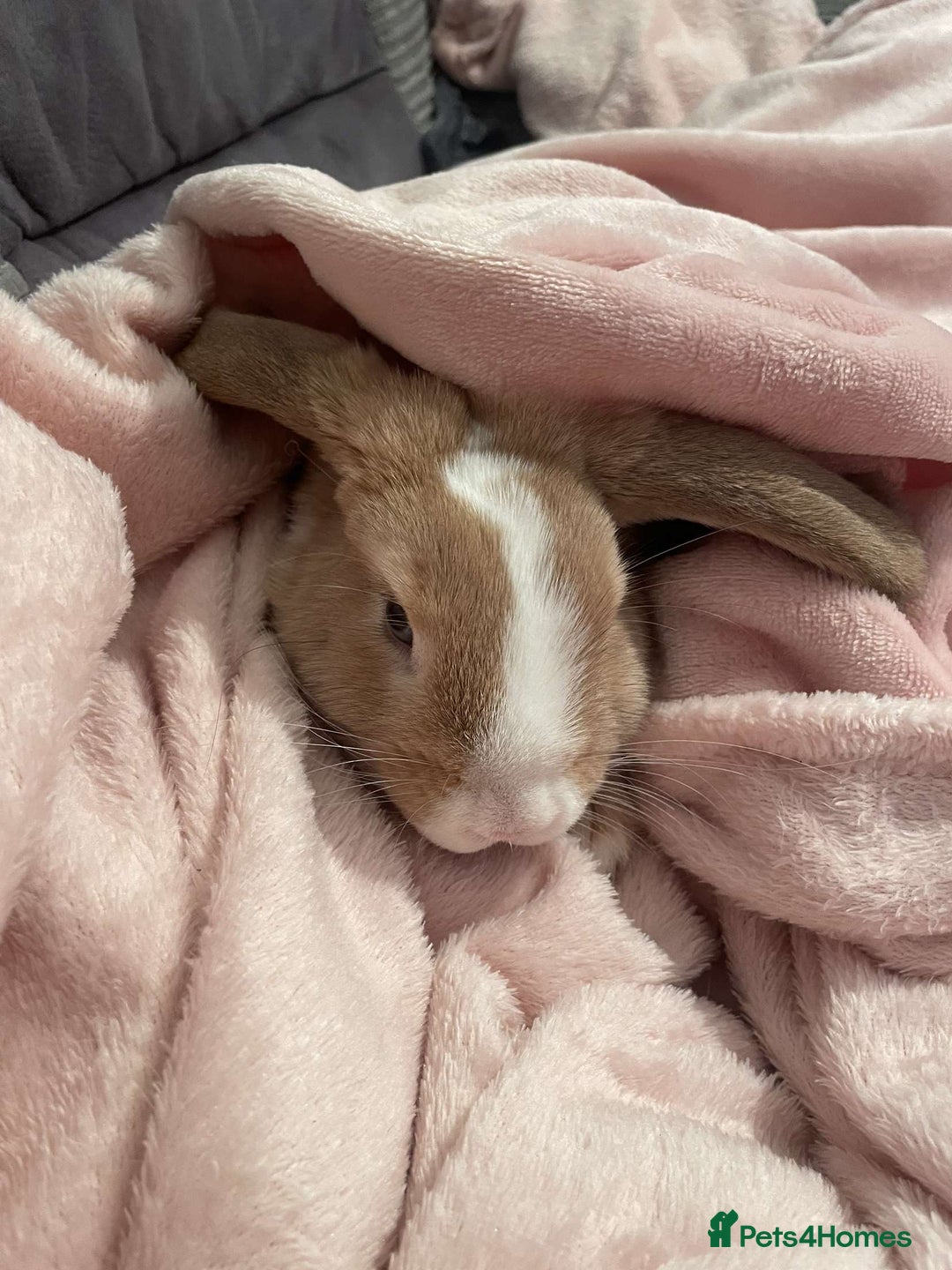 Mini Lop rabbits for sale: Mini lop  - Image 2