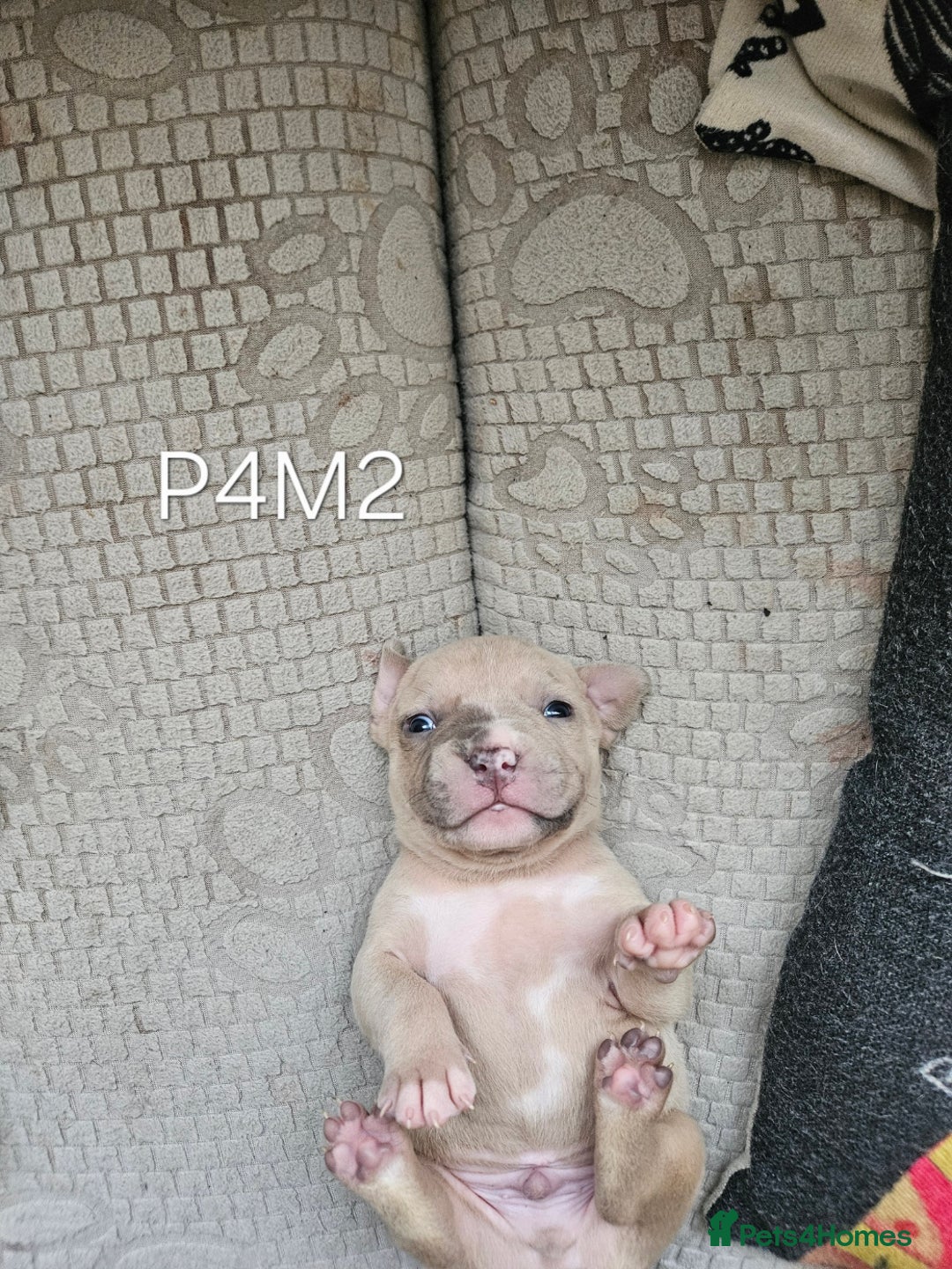 American Bully dogs for sale:  litter of AmericanBully(ABKC)  Standart/Pocket - Advert 21