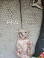 American Bully Puppy4