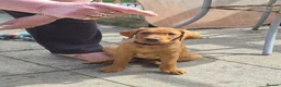 Labrador Retriever dogs for sale: Fox red labradors - Advert 2