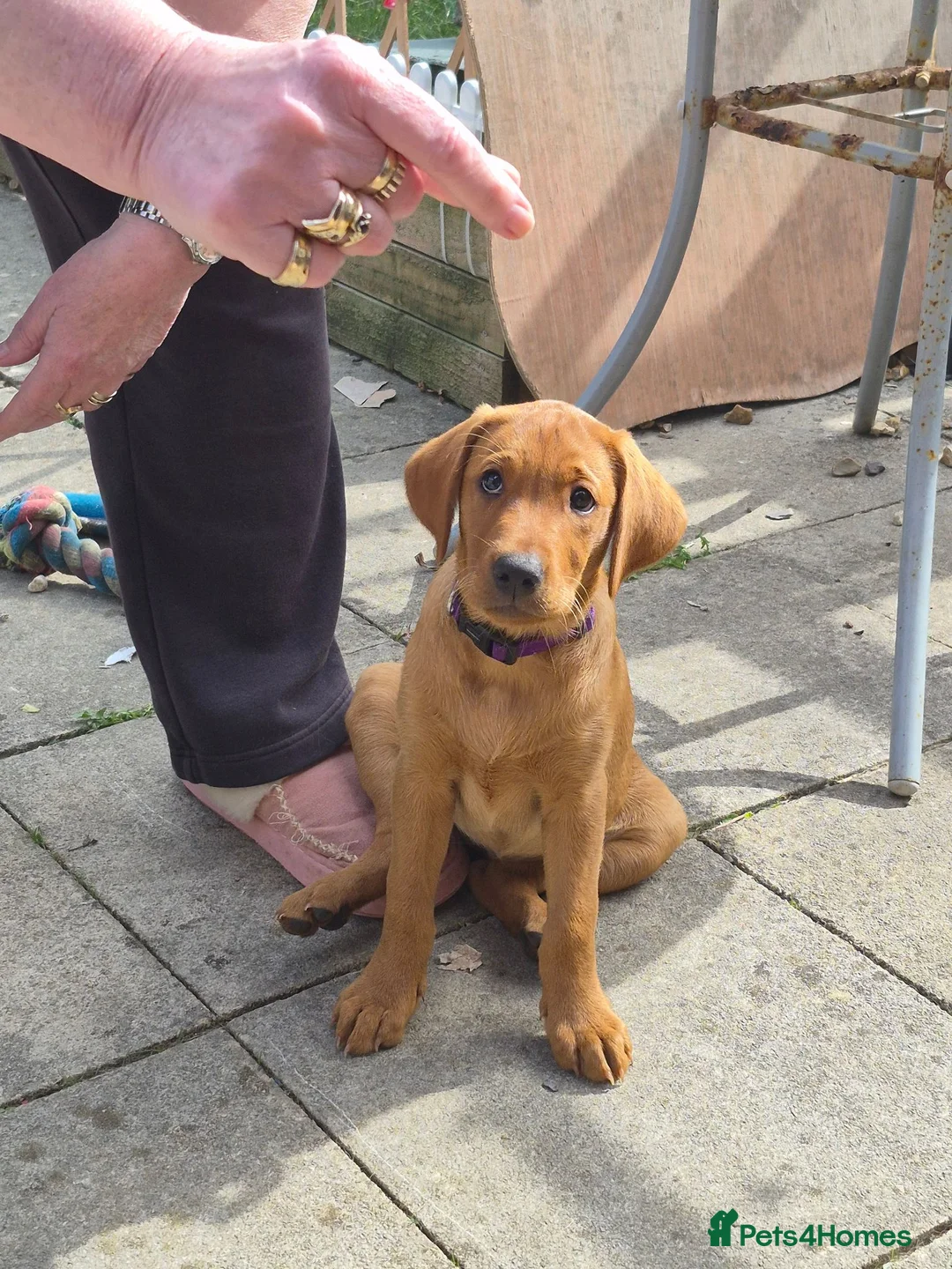 Labrador Retriever dogs for sale: Fox red labradors - Advert 2
