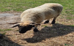 Sheep livestock for sale: Pedigree Valais Ewes - Image 1