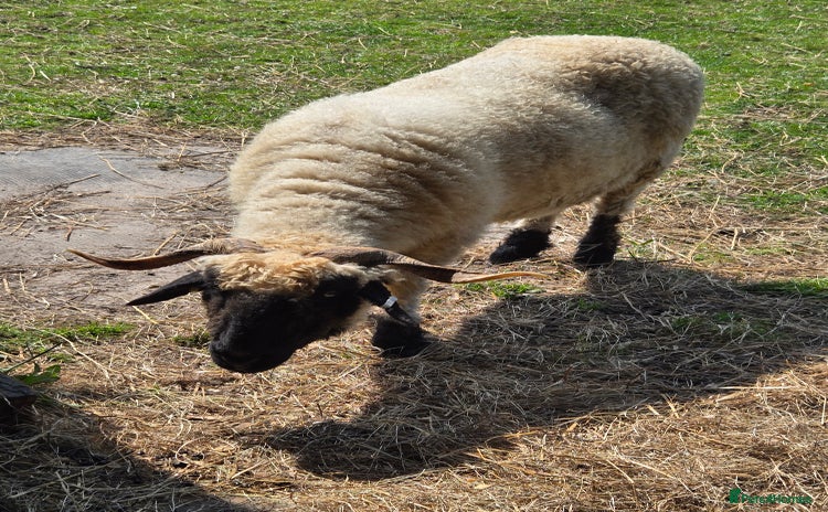 Sheep livestock - Advert 2