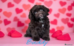 Cockapoo dogs for sale: ⭐️READY NOW⭐️Stunning DNA clear C f1 choc  - Image 7