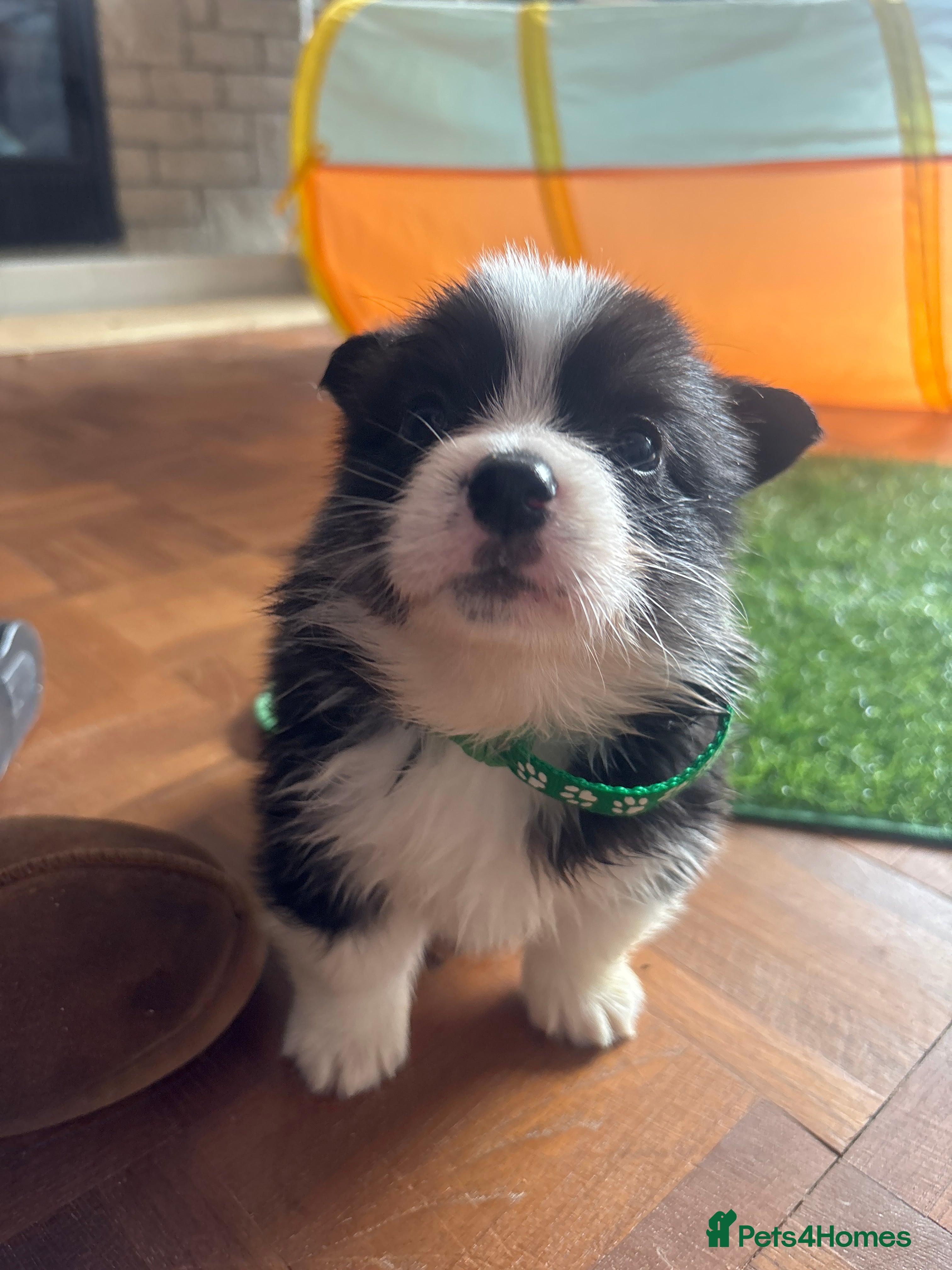 Welsh Corgi Pembroke Puppy 5 Green collar