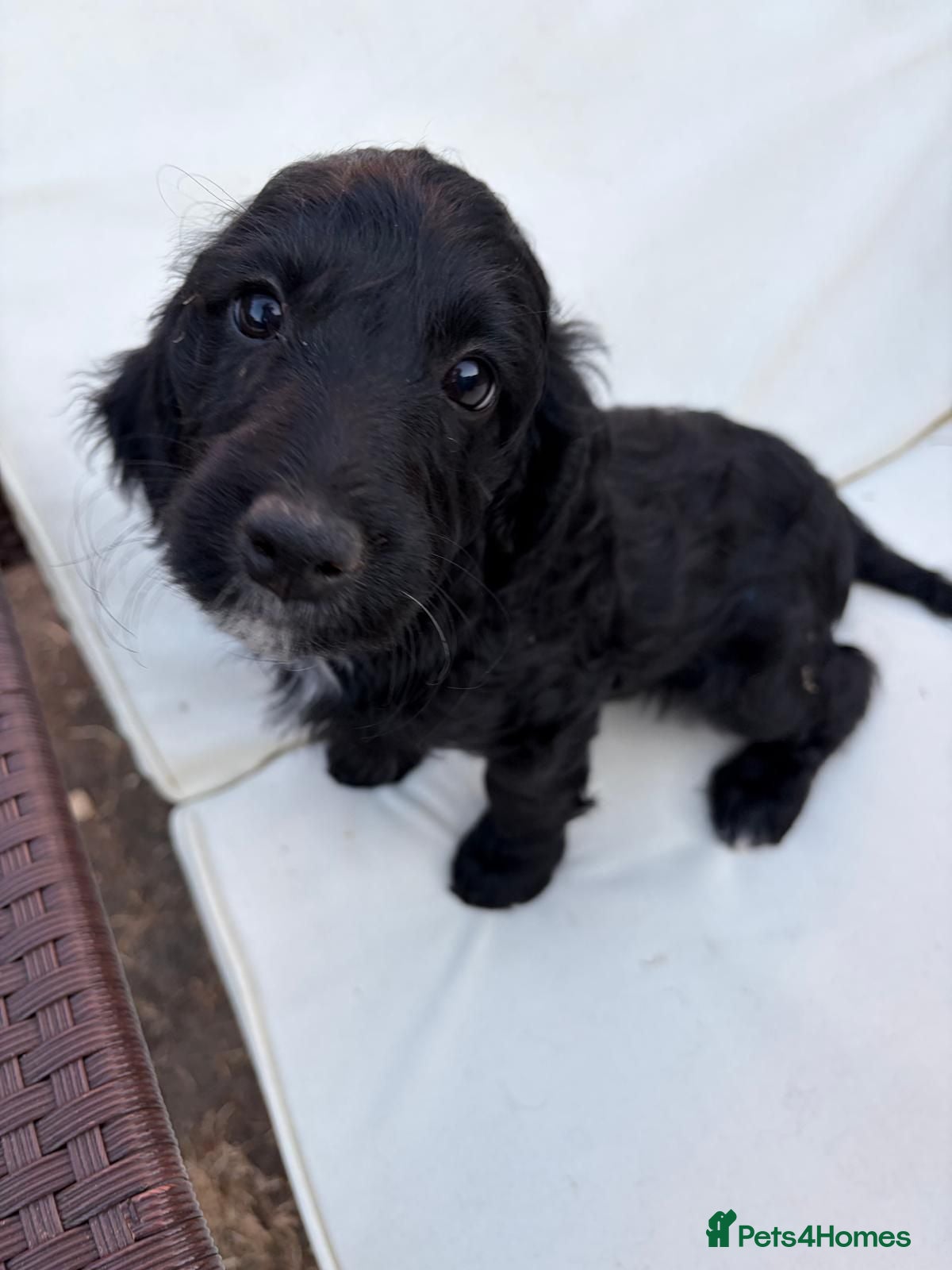 Cockapoo dogs F2 Cockapoo Puppies - Home Bred - Advert 2