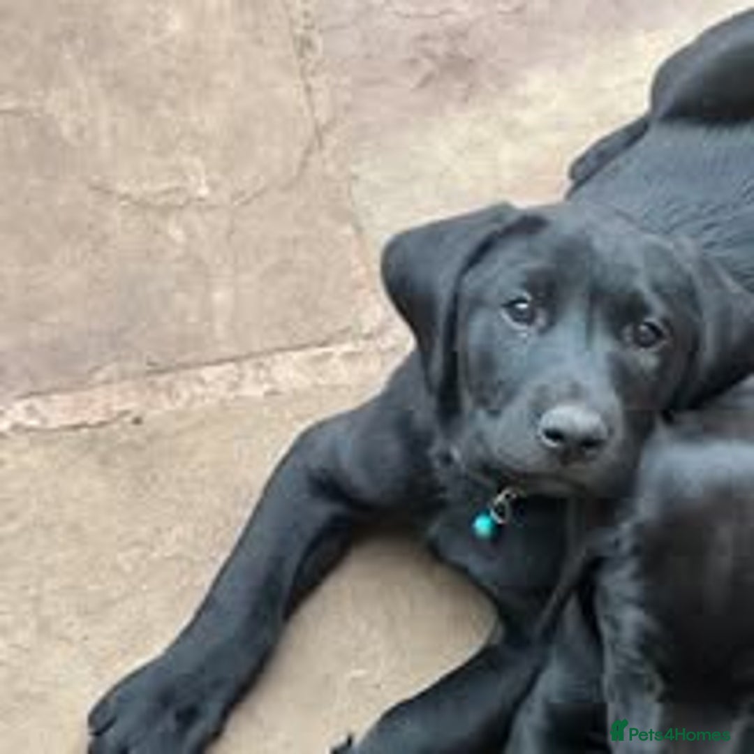 Labrador Retriever dogs for sale: Excellent KC reg-health checked, 6th generation  - Image 6