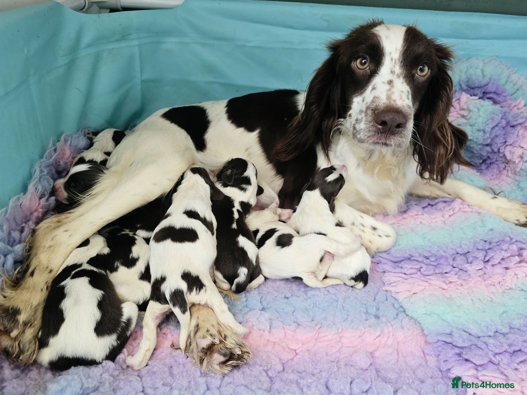 English Springer Spaniel dogs for sale: KC clear DNA vax vetted Springer Pups - Advert 6