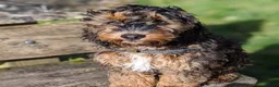 Cockapoo dogs for sale: F2 Cockapoo  in Cannock - Advert 25