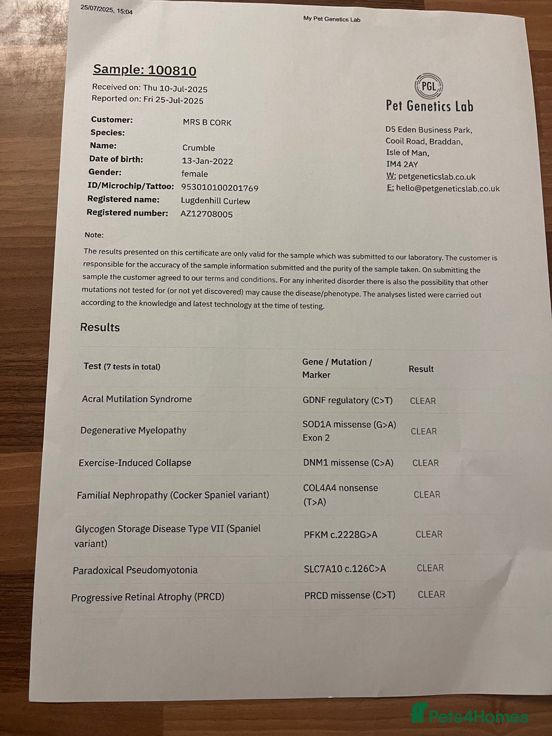 Cocker Spaniel dogs for sale: Working Cocker Spaniel Pups  - Advert 3