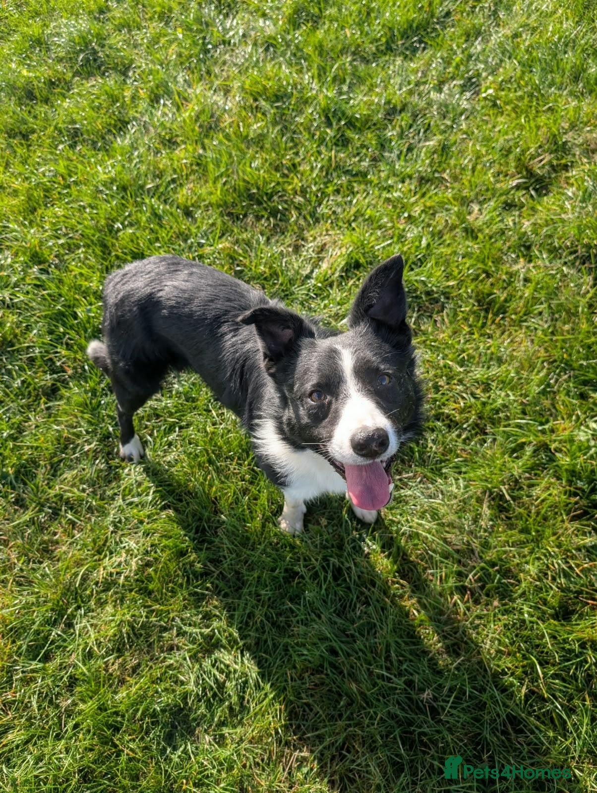 Border Collie dogs Ben lovely border collie dog - Advert 2
