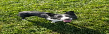 Border Collie 1