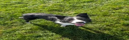 Border Collie dogs for sale: Ben lovely border collie dog - Advert 2