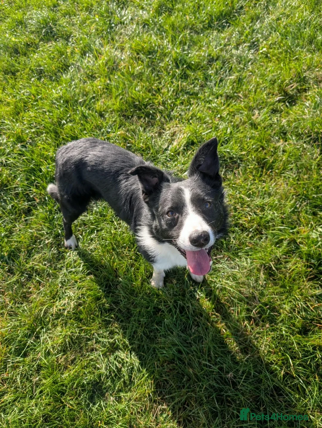 Border Collie dogs for sale: Ben lovely border collie dog - Advert 2