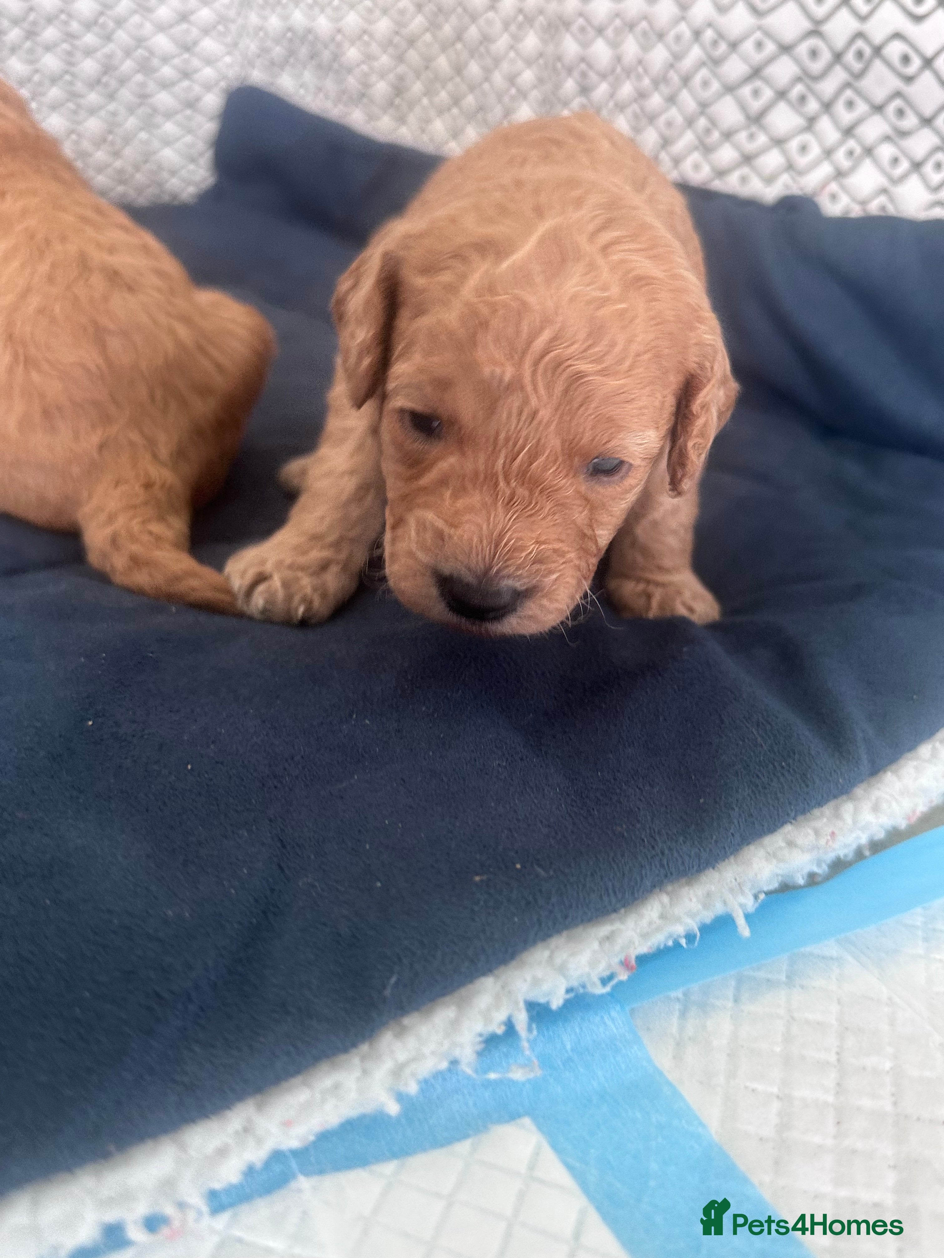 Cavapoo dogs F1B Cavapoo pups looking for their forever home - Advert 2