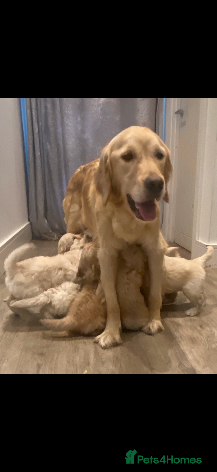 Goldendoodle dogs F1B Golden doodle pups - Advert 5