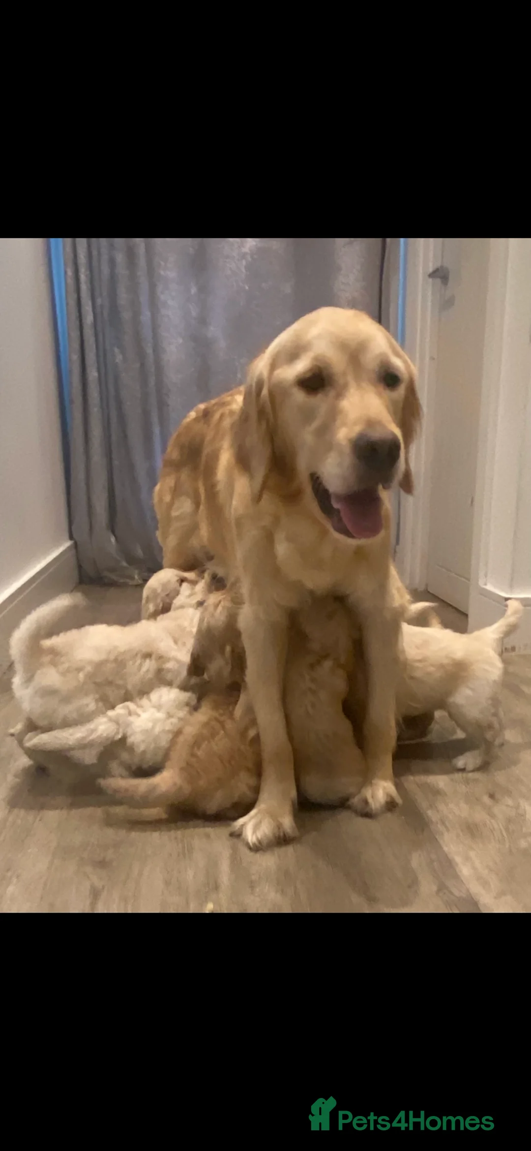 Goldendoodle dogs for sale: F1B Golden doodle pups - Advert 1