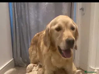 Goldendoodle dogs F1B Golden doodle pups - Advert 5